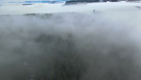 Filmischer-Flug-über-Den-Wald