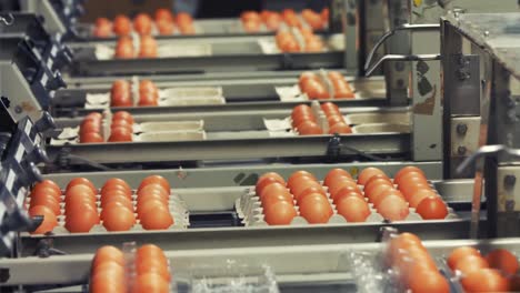 eggs cartons moving on the production line