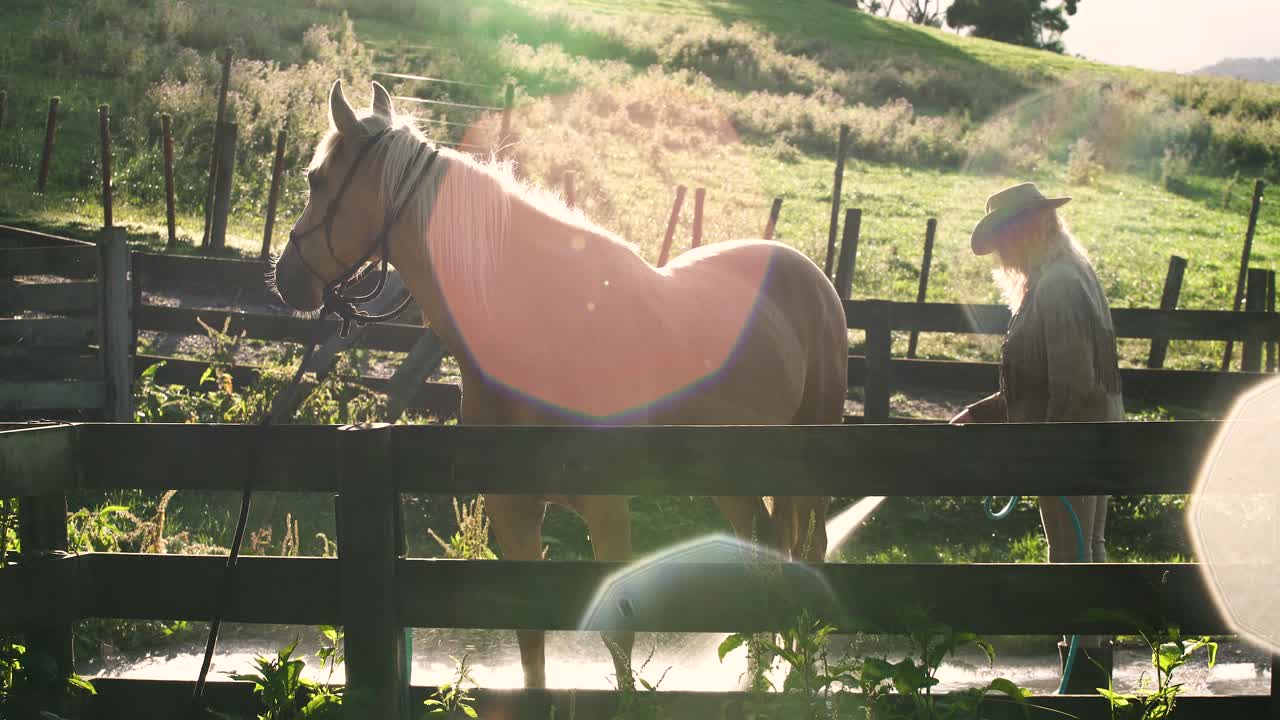 Nuova Zelanda, un custode che lava il suo cavallo sotto il sole caldo - campo lungo