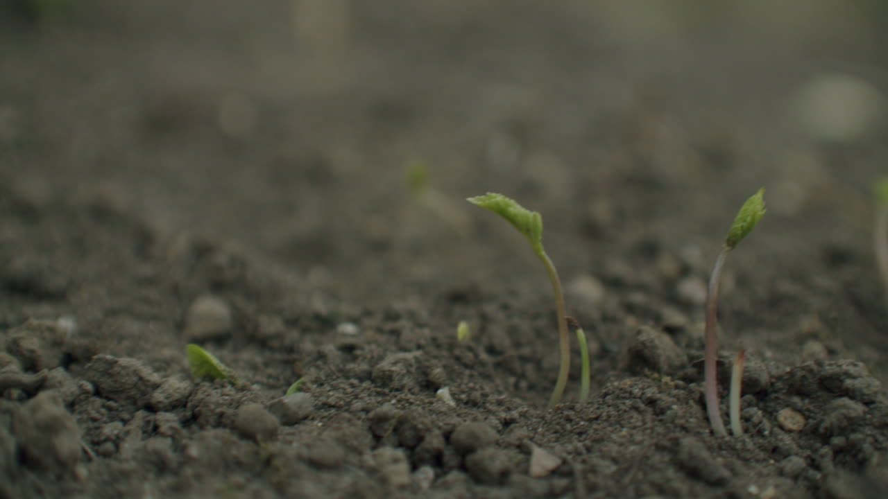 hembra usando un gran martillo de madera para golpear un poste de madera en el jardín