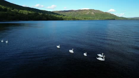 Schwäne-Mit-Cygnets-Auf-Einem-Ruhigen,-Dunklen-See-Mit-Bewaldeten-Hügeln-Im-Hintergrund-An-Einem-Sommertag