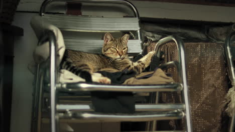 tabby cat sunbathing in a chair in animal shelter