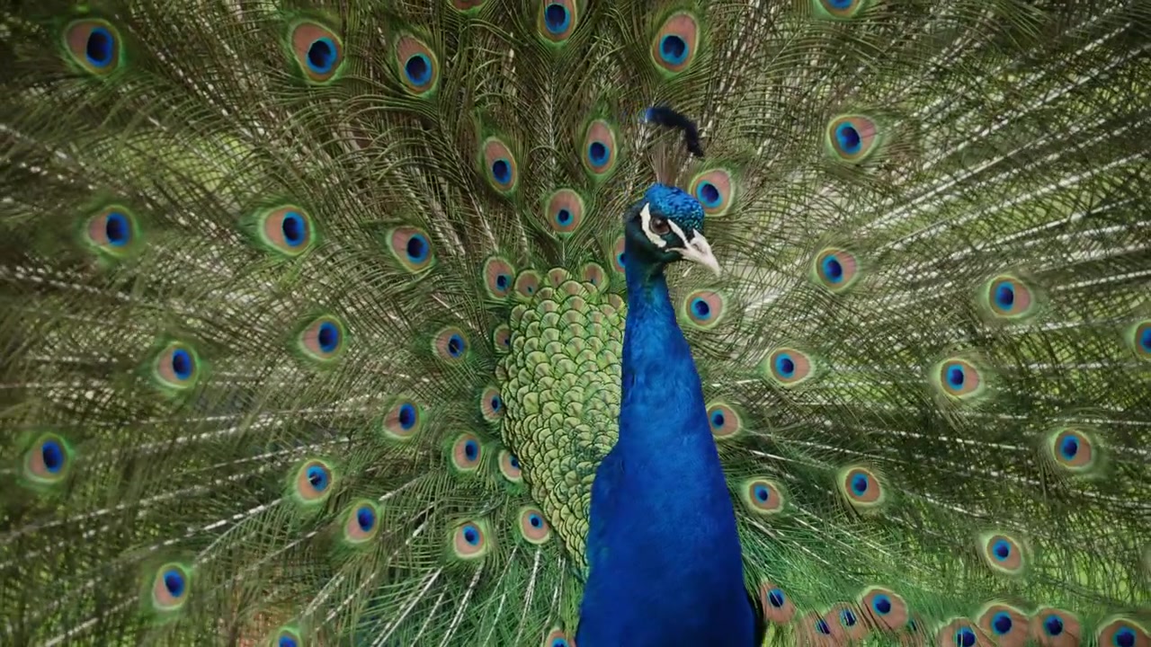 Imagens em close-up de um pavão exibindo suas icônicas penas da cauda com padrões de olhos.