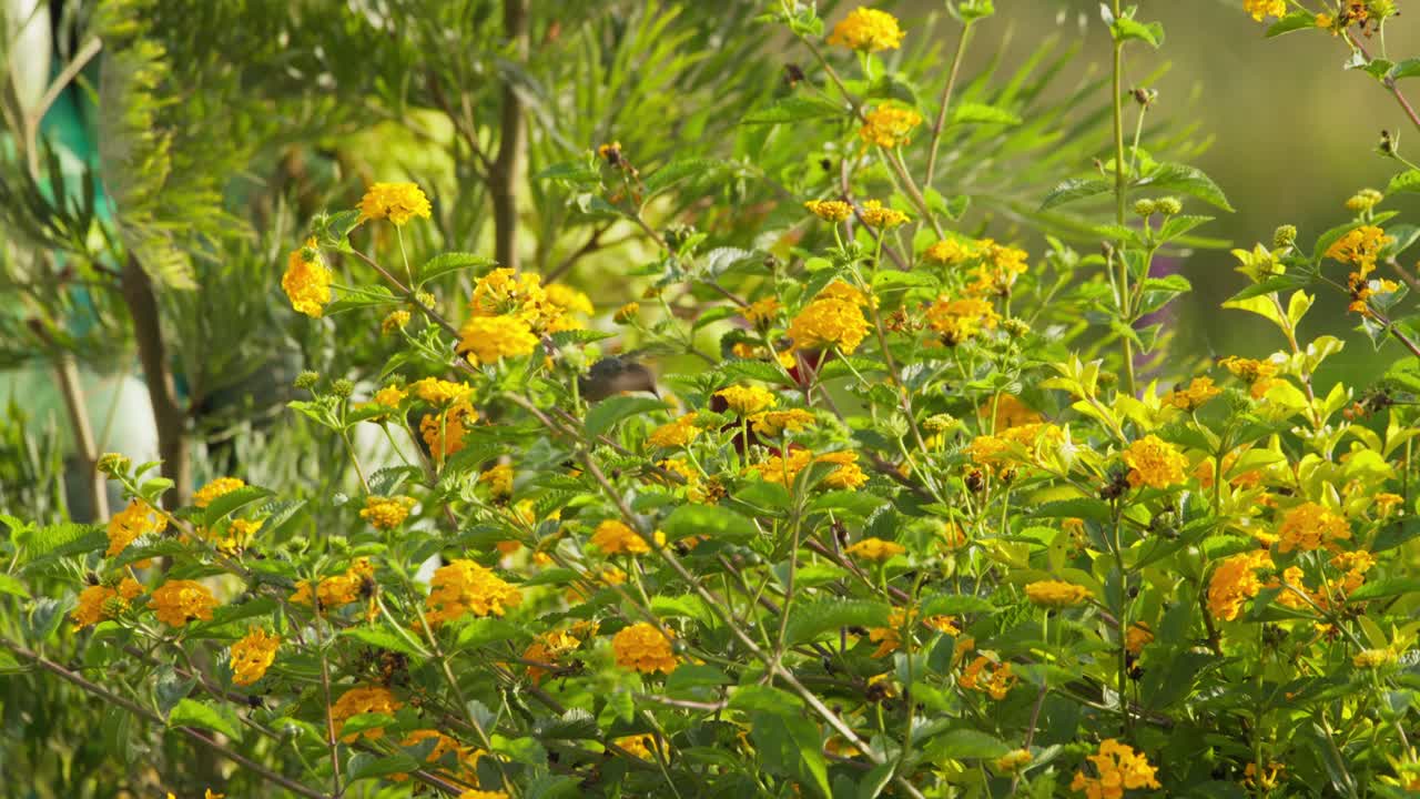 Colibrì silfo dalla coda lunga femmina che si nutre di fiori di lantana gialli mentre una farfalla monarca atterra e svolazza nelle vicinanze.