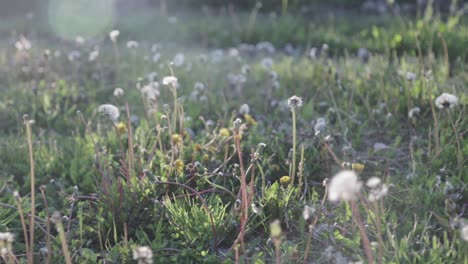 A-field-of-dandelions-on-a-warm-summer's-day