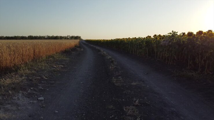 Passeggiata lungo un sentiero idilliaco con campi di girasoli e colture di grano ai lati