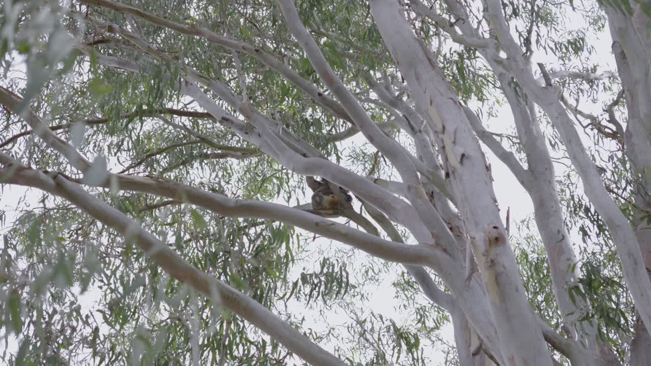 오스트레일리아 숲 안의 나무 가지에 고 있는 코알라, 야생 동물의 자연 서식지