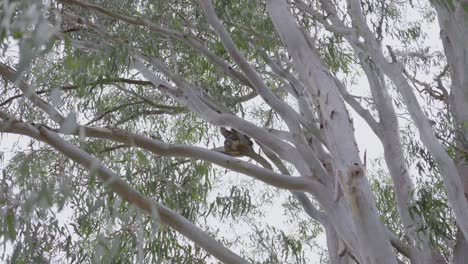 koala descansando en una rama de árbol dentro del bosque de australia, hábitat natural de la vida silvestre