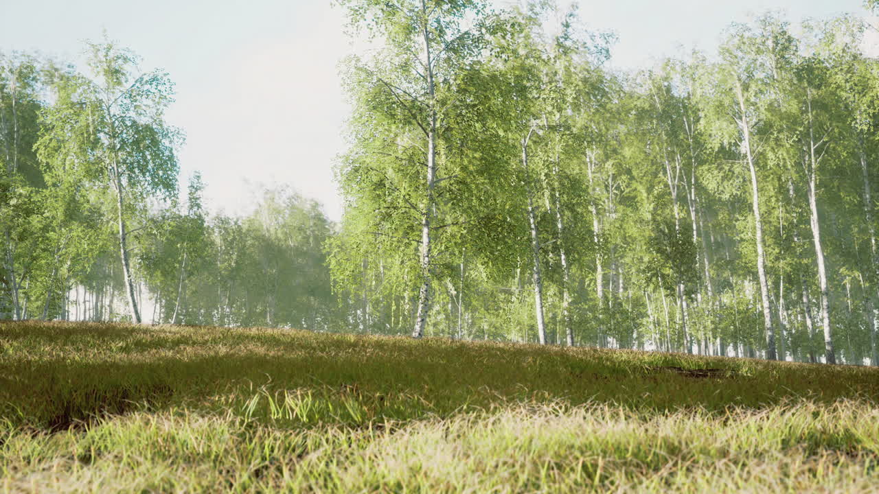 Lush green forest landscape with vibrant foliage under a clear sky