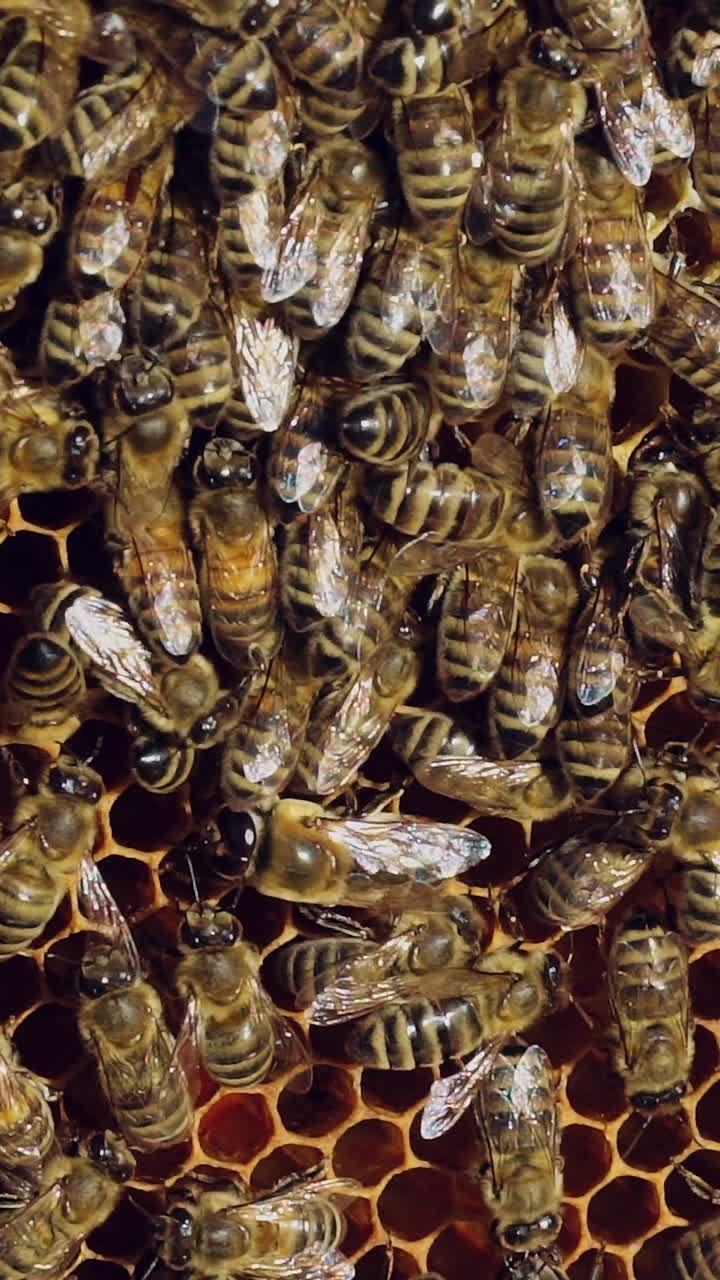 Bees sit on honeycomb with honey in a wooden frame. Apiary concept. Slow motion. Vertical video