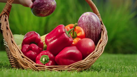 hand picking fresh vegetables from a basket in the garden