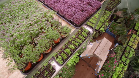 vertical greenhouse growing microgreens and seedlings