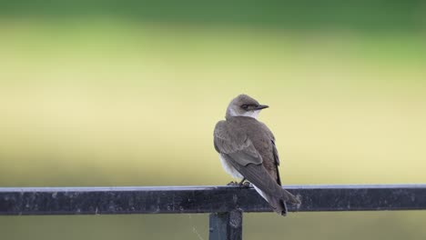 Static-close-up-shot-capturing-a-large-passerine,-brown-chested-martin,-progne-tapera-perching-on-the-railing-in-the-wild-against-blurred-background-during-migratory-season-at-daytime