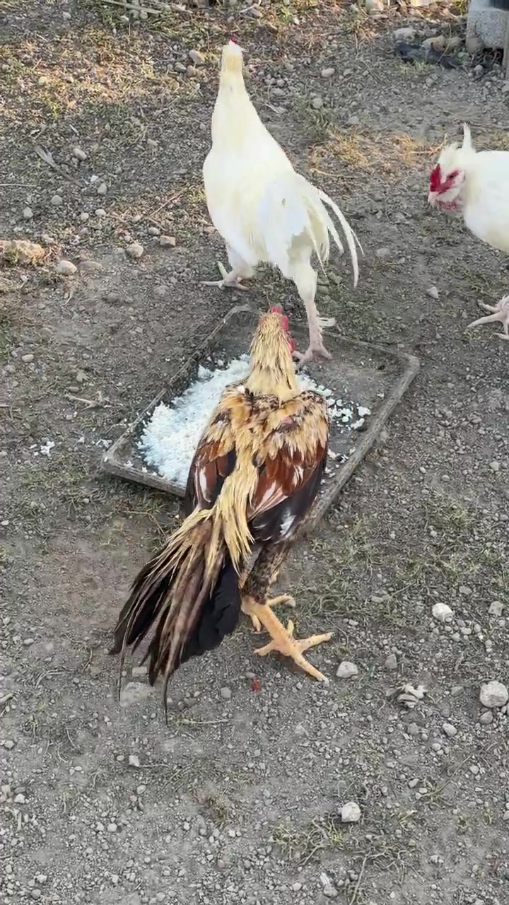 Sekelompok Ayam Makan Nasi dari Nampan di Peternakan