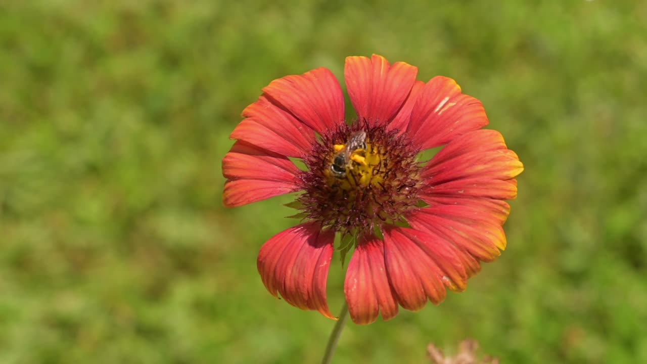 abeja en una flor de manta en un brillante día soleado recolectando macro de polen