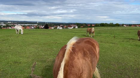 Wide-angle-close-up-shot-of-a-brown-horse-walking-towards-the-camera-and-walking-away