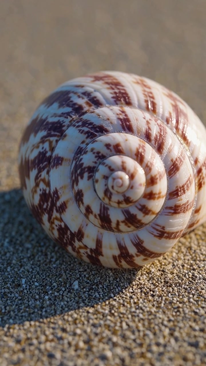 Close-up of a Spiral Seashell Resting on Sandy Beach