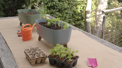 gardening on patio, various plants in pots with watering can and tools nearby