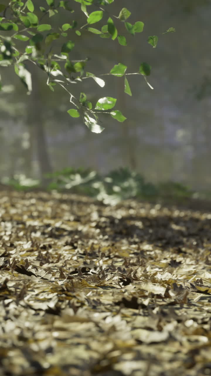 Momento tranquillo in una foresta serena con foglie che danzano alla luce del sole