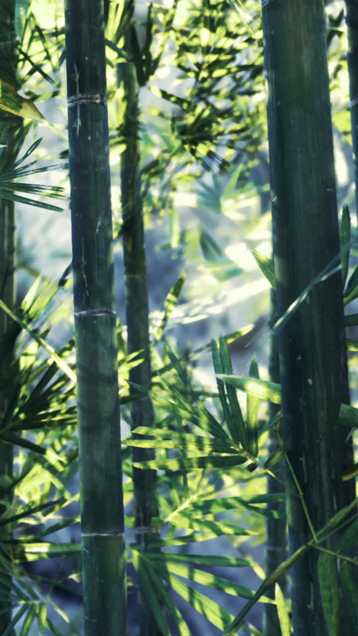 Le piante di bambù crescono in una zona fitta, con la luce del sole che filtra tra le foglie.