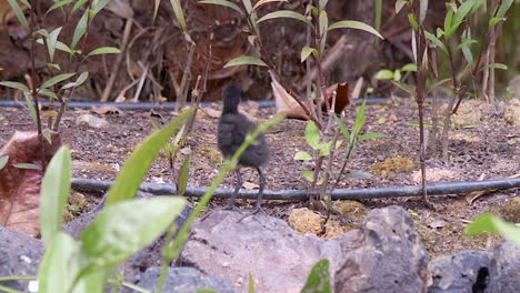 white-breasted waterhen chick standing on the big rock beside the pond searching for food - close up shot