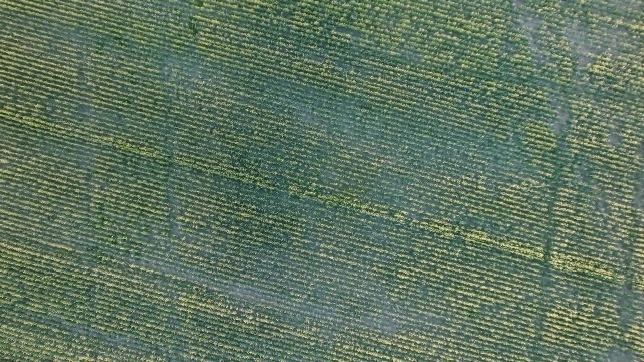 Rows of crops stretch across a field in neat, even lines. The view is from above, showing the full pattern of the farmland