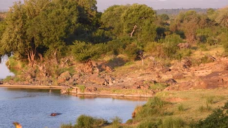 hippopotamus swimming near the rocky coast of kruger national park, south africa