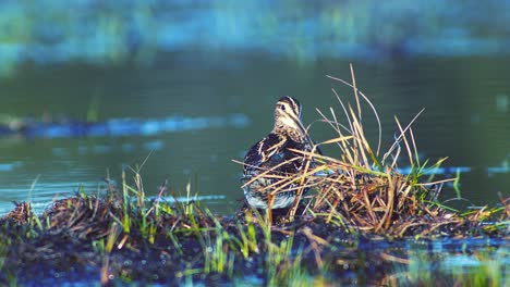 Common-snipe-feeding-in-wetland-flooded-meadow-close-up-in-morning-sunlight