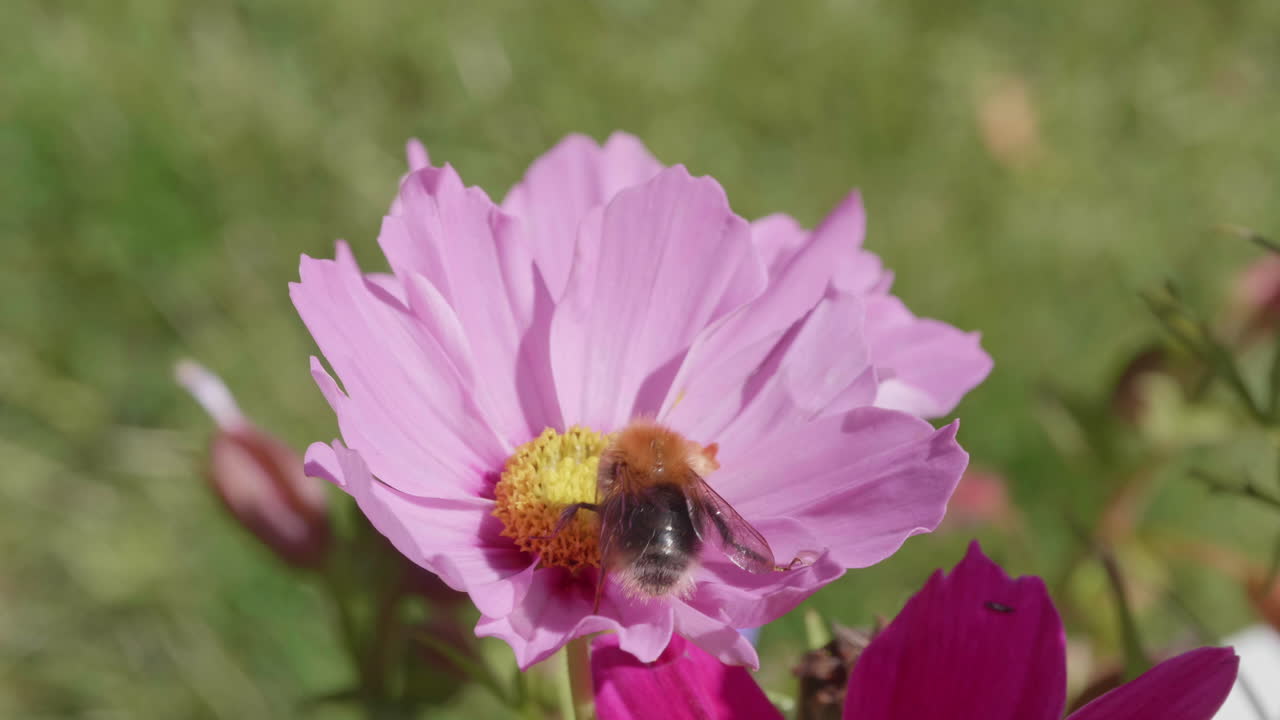 abejorro aterriza en una semilla de garrapata rosa y se va volando - 4k 60fps