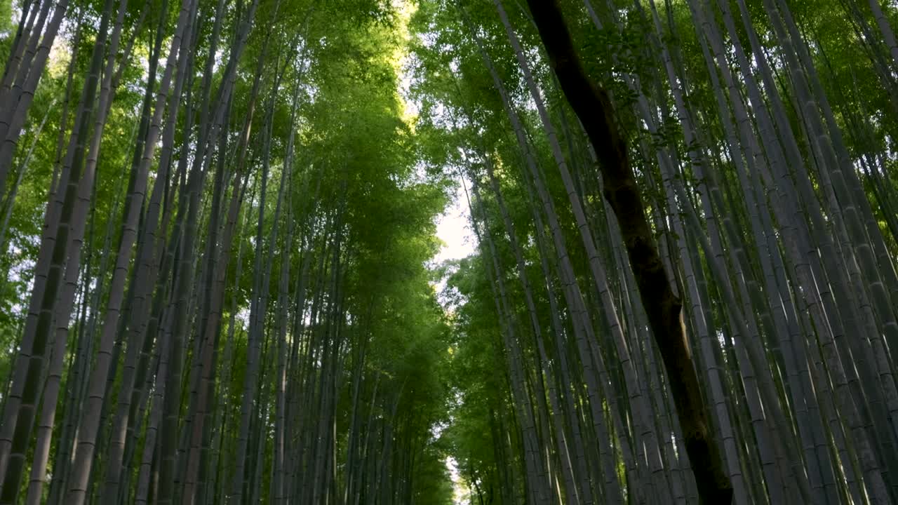 Slow motion walk through bamboo forest in Arashiyama looking up