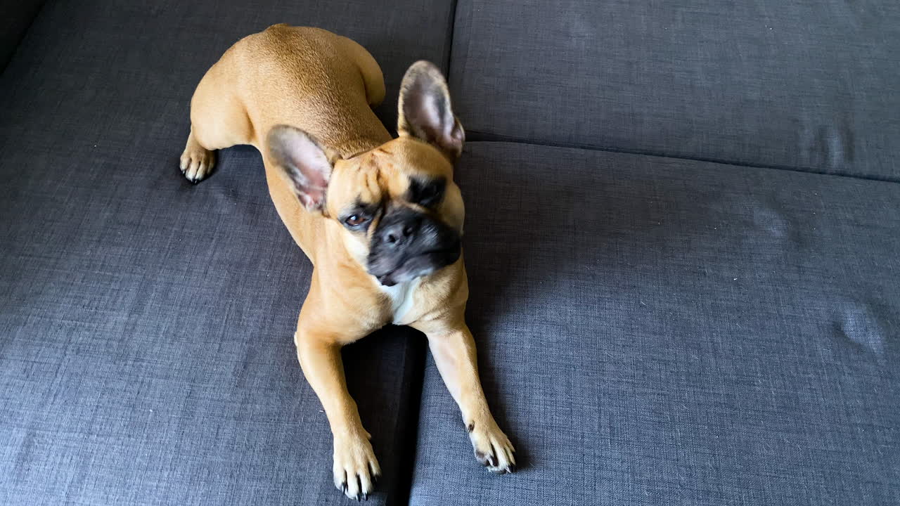 잠자는 불독 일어나서 카메라를 찾고