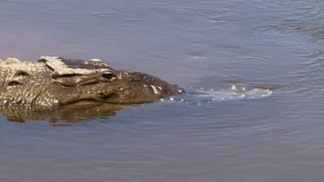 large crocodile with a broken upper jaw resting in the waters of the tarcoles river, costa rica