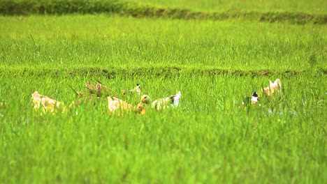 flock of indian spot-billed ducks feeding through grassy paddy field