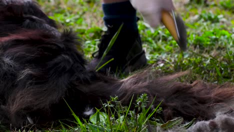 niña recortando la cola negra del border collie con unas tijeras