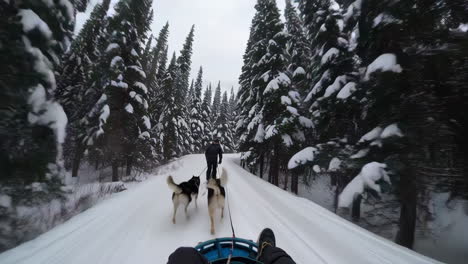 dog sledding adventure through snowy forest
