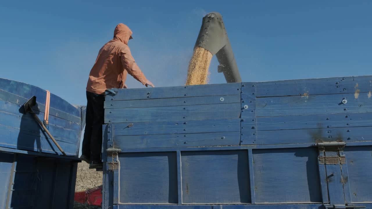 에서 일하는 옥수수 곡물을 분리하고 으로 트랙터 트레일러를 채우는 기계.