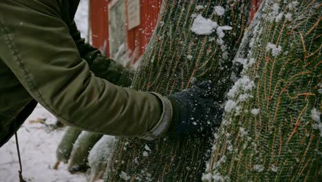 hombre recogiendo árbol de navidad nevado en la granja de árboles de navidad