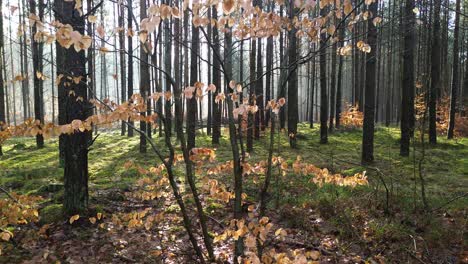 Bosque-Hojas-Marrones-Paisaje-Claro-Tobogán-Aéreo-Derecha-Suave