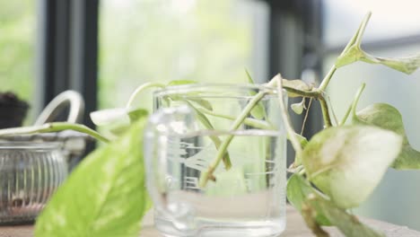 plant rooting in water - hand placing plants from cutting in glass of water