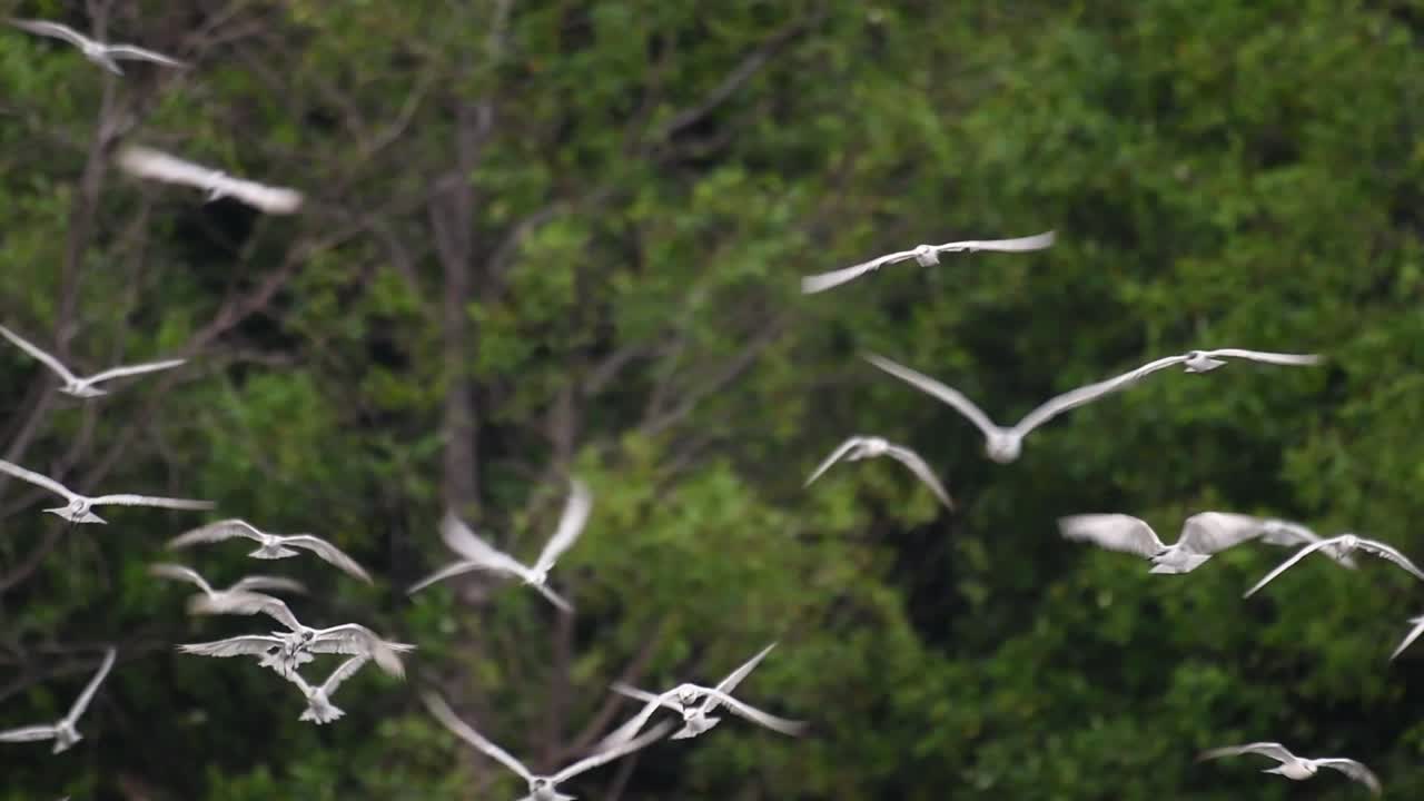 제비갈매기는 전 세계 바다, 강 및 기타 더 넓은 수역에서 볼 수 있는 바닷새입니다.