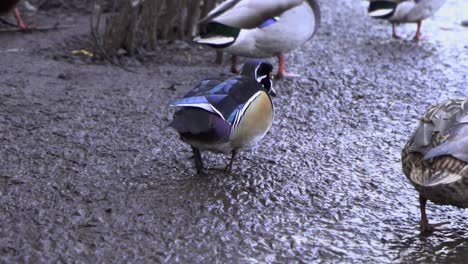 slow motion gimbal shot of colorful male wood duck walking on mud