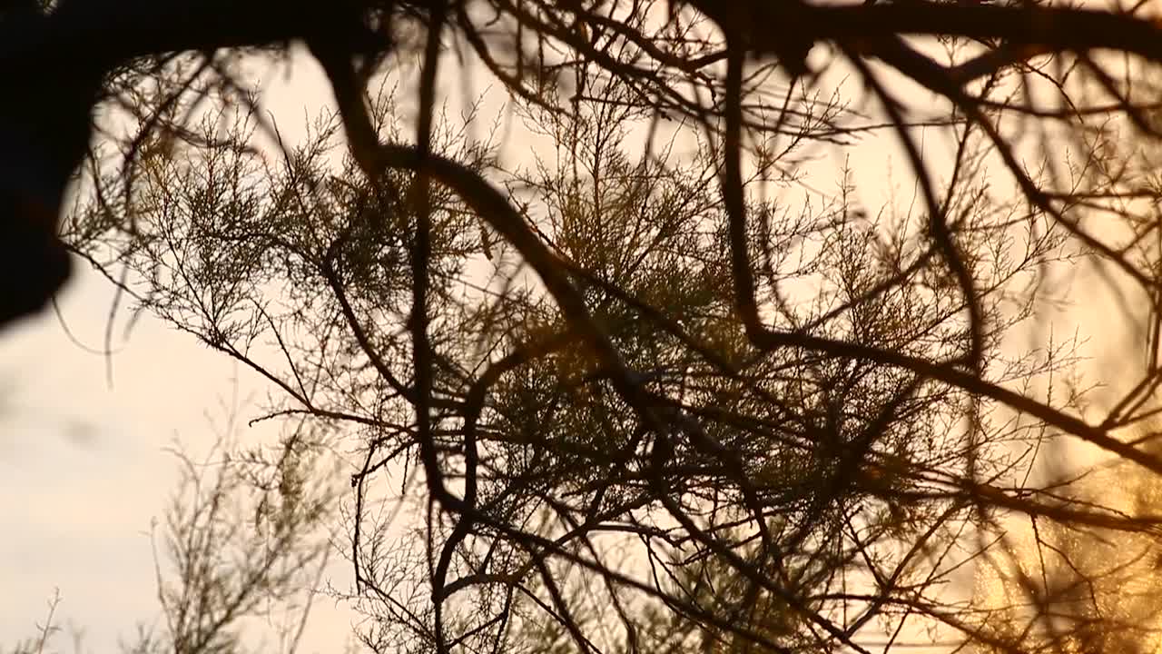 Twilight silhouette through delicate branches