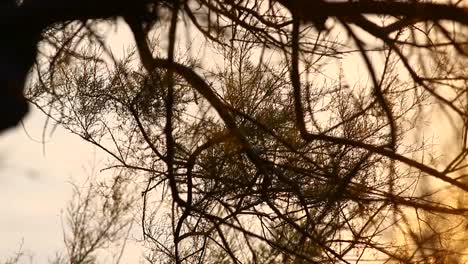 Twilight-silhouette-through-delicate-branches