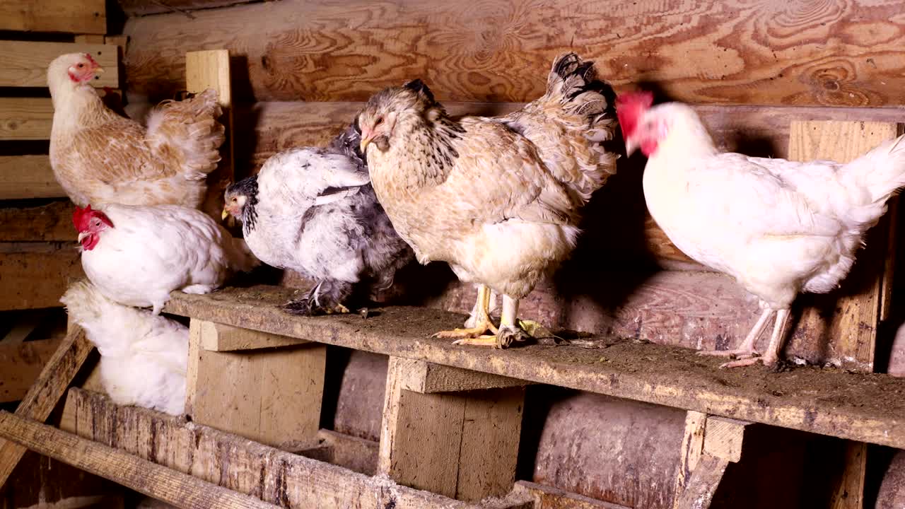 las gallinas en el gallinero