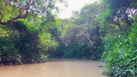 on a boat on the river of the sundarban mangrove forest, special trees and plants of bangladesh, pov, green on left and right, cloudy and sunny