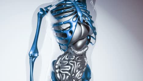 human skeleton bones model with organs