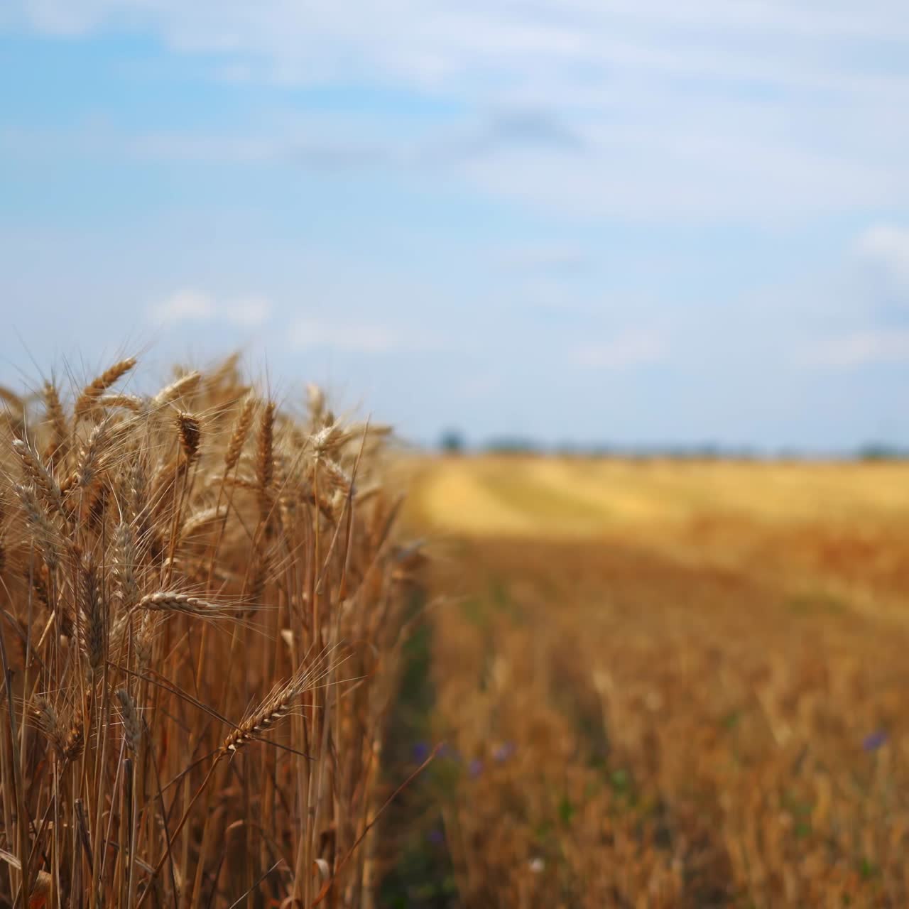 Ears of wheat on the background of beveled field. Wheat field with yellow spikelets in summer. Agricultural concept