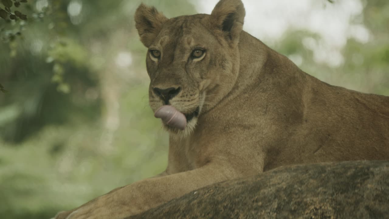 foto impresionante de una leona hembra en áfrica, acostada a la sombra bajo los árboles