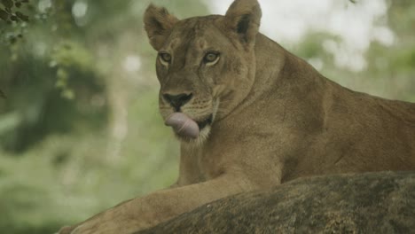 Atemberaubende-Aufnahme-Einer-Löwin-In-Afrika,-Die-Im-Schatten-Unter-Bäumen-Liegt