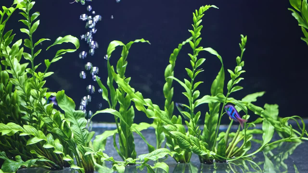 Underwater video scene of vibrant green plants and bubbles, captured from a side angle